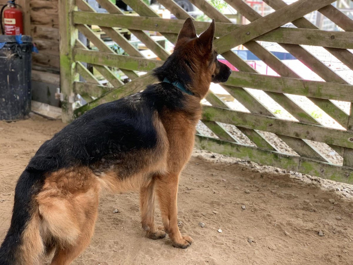 gsrescueelite's tweet photo. Freya is coming up to 4yrs old and she is a bright and obedient girl, Sadly Freya does have Fibrotic Myopathy and could live with another dog but any rough play would need to be avoided 
#dogs #GermanShepherd #Cornwall 
https://t.co/DXz8TH3Q3t https://t.co/S6gPtOloF1