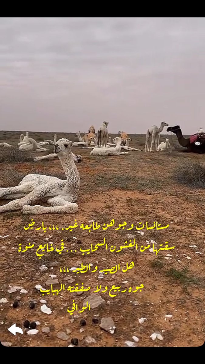 الشاعر (الوافي) tweet media