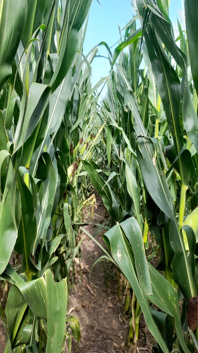 Mariano Martinez tweet media