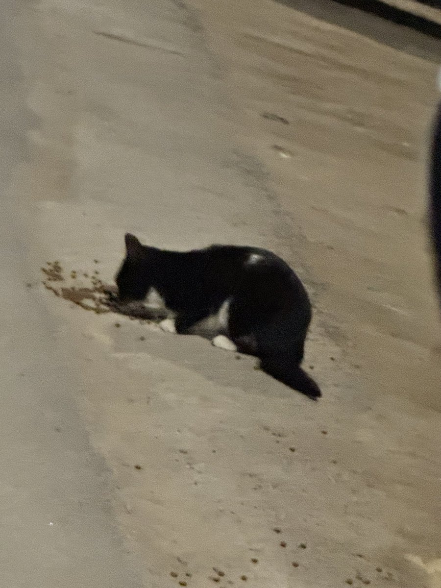 🐈 tweet media