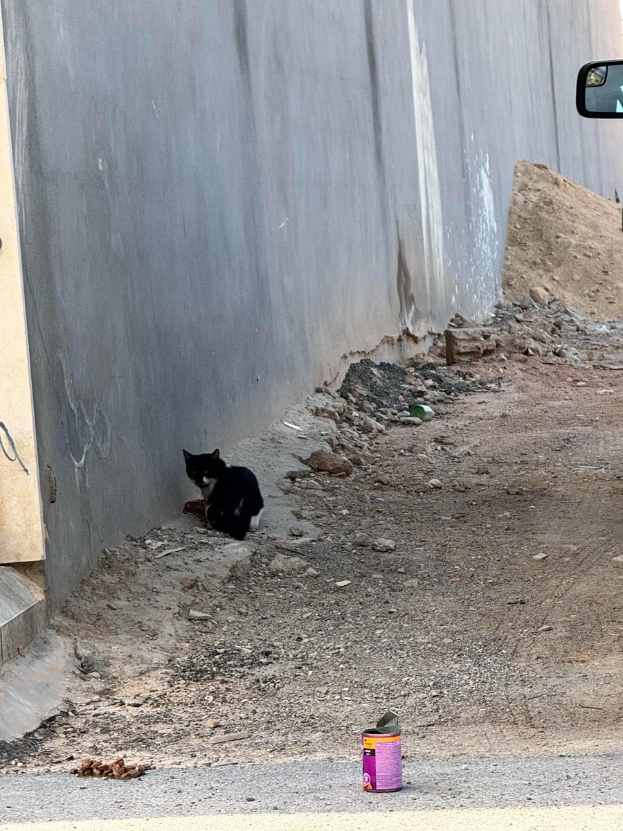 🐈 tweet media