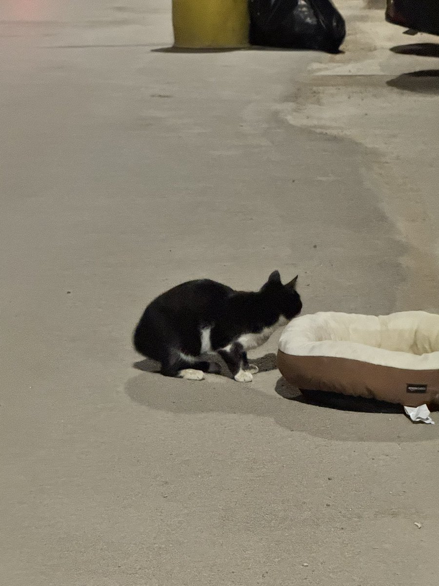 🐈 tweet media