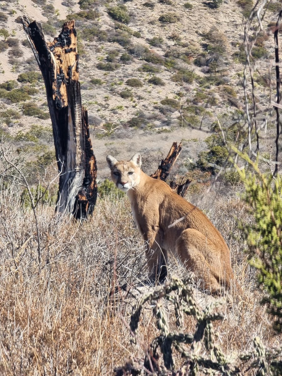 Cynthia Zukowski (@cynthiazukowski) on Twitter photo My View this Morning! She was spotted near the Window Trail. This is her land, and we are just visitors here! <a href="/BigBendNPS/">Big Bend NPS</a> <a href="/CynthiaZukowski/">Cynthia Zukowski</a> My View this Morning! She was spotted near the Window Trail. This is her land, and we are just visitors here! <a href="/BigBendNPS/">Big Bend NPS</a> <a href="/CynthiaZukowski/">Cynthia Zukowski</a>