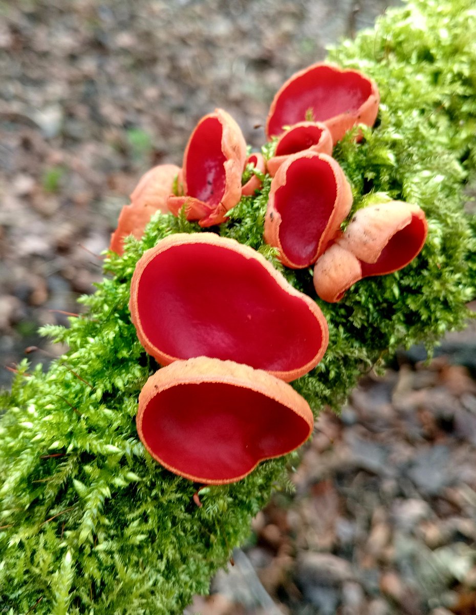 Tinalouisereads's tweet photo. Walk down the lane and found some pixie cups #sedgley #pixiecups https://t.co/3IXQhL6A79