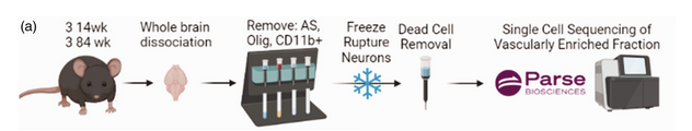 🚨 #HotTopic : Pericytes at the BBB aren’t one-size-fits-all! 🧠✨

Discover how PC1 supports BBB #homeostasis via hedgehog signaling, while PC2 responds to #disease with phagocytosis &amp; immune infiltration:

👉🏻journals.sagepub.com/doi/full/10.11…

#ISCBFM #Neuroscience #Pericytes #Brain