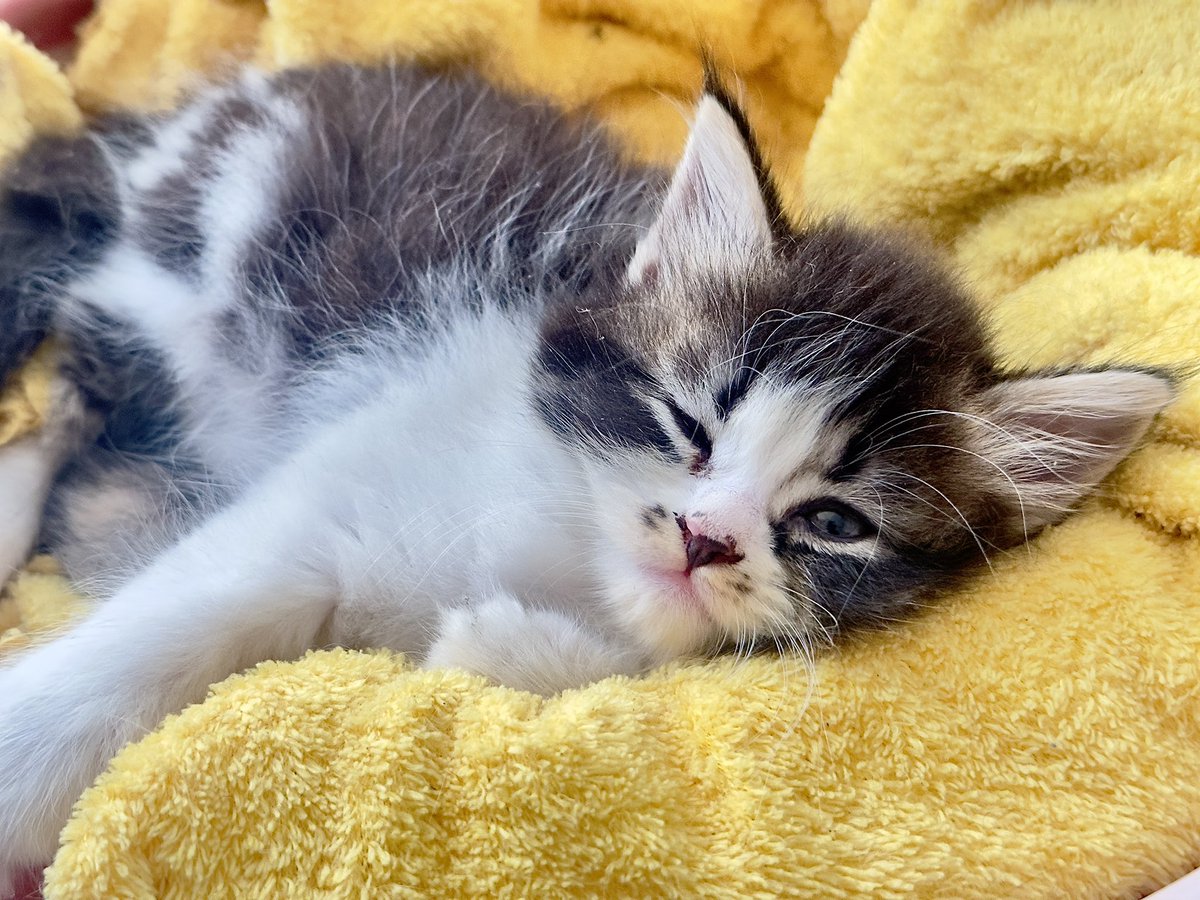 𝓮𝔂𝓷𝓪 ✨ tweet media