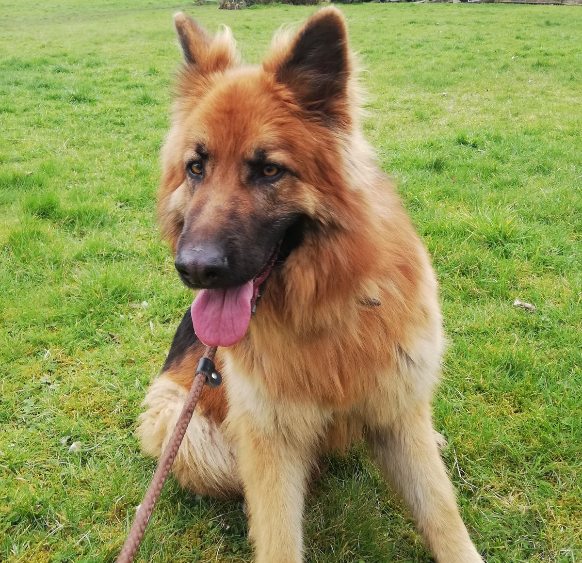 gsrescueelite's tweet photo. Oakley is 4yrs old and he came to us in Sept 21, Oakley can be a very sweet boy but sadly also a very anxious boy so will need a child and pet free home that has exp of living with a nervous dog 
#GermanShepherd #dogs #Notts 
https://t.co/4TcbVwbAfO https://t.co/ZGuWc4DISD