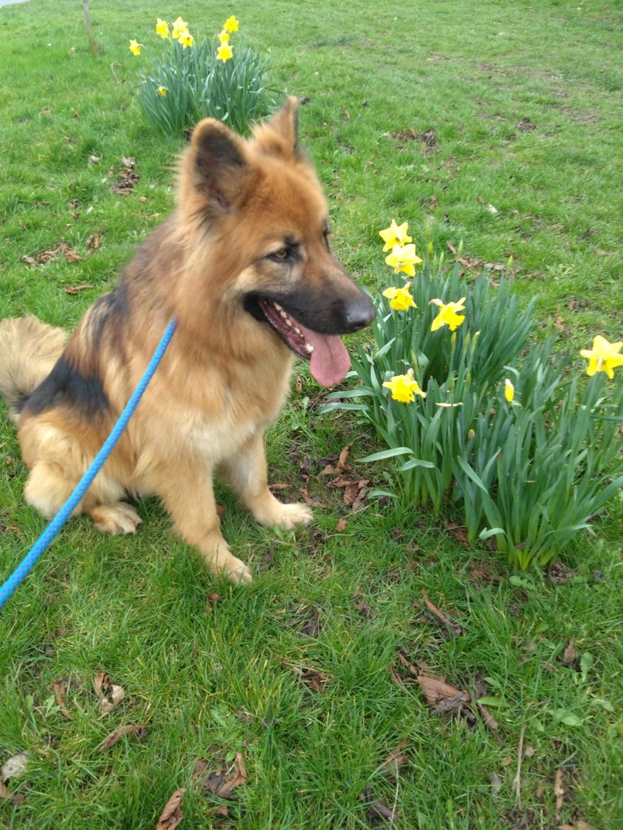 gsrescueelite's tweet photo. Oakley is 4yrs old and he came to us in Sept 21, Oakley can be a very sweet boy but sadly also a very anxious boy so will need a child and pet free home that has exp of living with a nervous dog 
#GermanShepherd #dogs #Notts 
https://t.co/4TcbVwbAfO https://t.co/ZGuWc4DISD