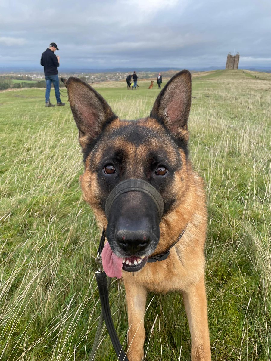 gsrescueelite's tweet photo. Benji is 4yrs old and he can live with older kids and walks well with other #dogs, Benji does have hip dysplasia so any potential home needs to be aware of this for the future 
#GermanShepherd #Cheshire 
https://t.co/l68BppsD7b https://t.co/psgpCWIJcb