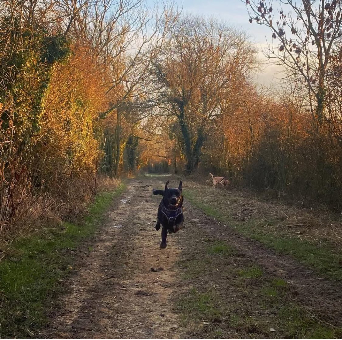 HambletonBakery's tweet photo. Flying start to the week … think we all need a bit of this kind of energy 🙌  #energyfoods #highinfibre #nutritional #highenergy 

📷 @annie_krumins_ 

#newbeginnings #newstory #newideas #lovebritishfood #bcorpcertified 
#healthybread #artisanbread #freshbread  #noadditives https://t.co/wu7RhJtFv2