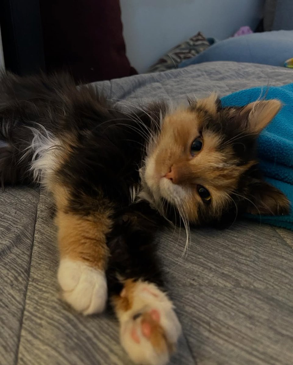 catshealdeprsn tweet picture