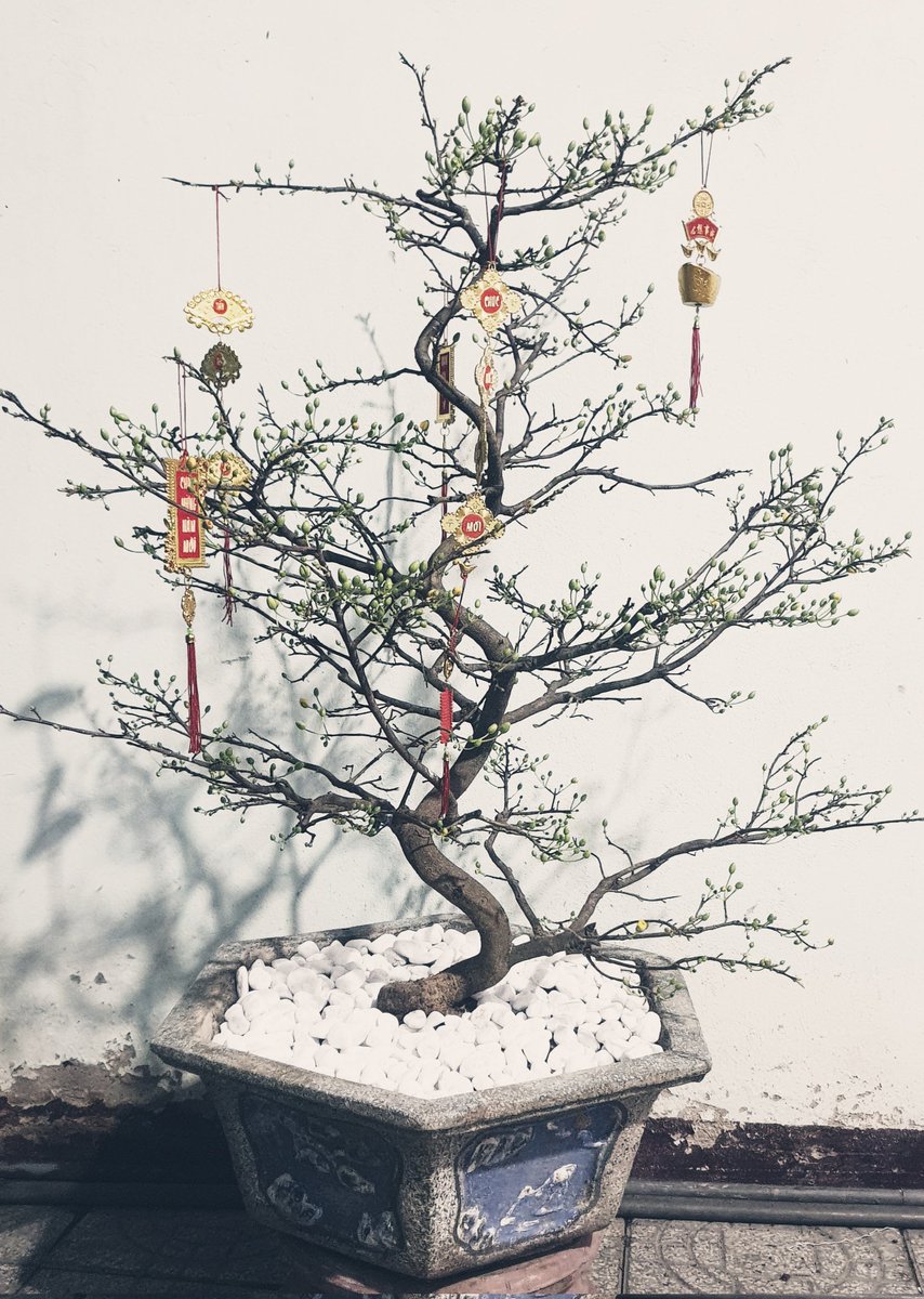 Vừa kịp bung nụ đêm 30.
$CFX $PHB $DAG