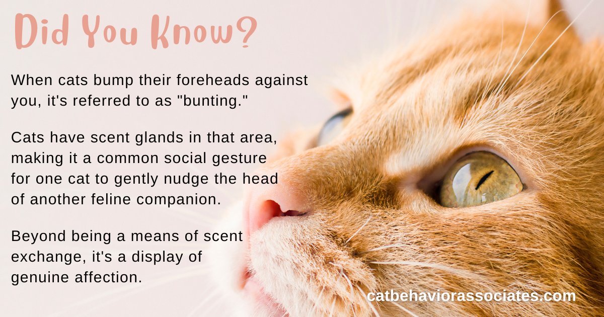 This is one of my favorite behaviors that cats display toward their companions, whether feline, canine, or human. Pearl gets a little too enthusiastic though so it sometimes feels more like a forehead crash rather than a gentle bump. Does your cat display this behavior often?
