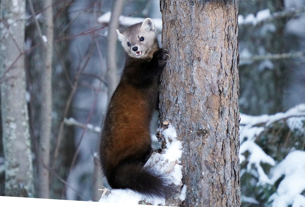 🎶 Just another marten Monday 🎶

Even though they're considerably larger than squirrels, American martens are still very agile and can even catch red squirrels in the trees! Their sharp, curved, semi-retractable claws help them climb and grip on the go.

📷 Courtney Celley/USFWS