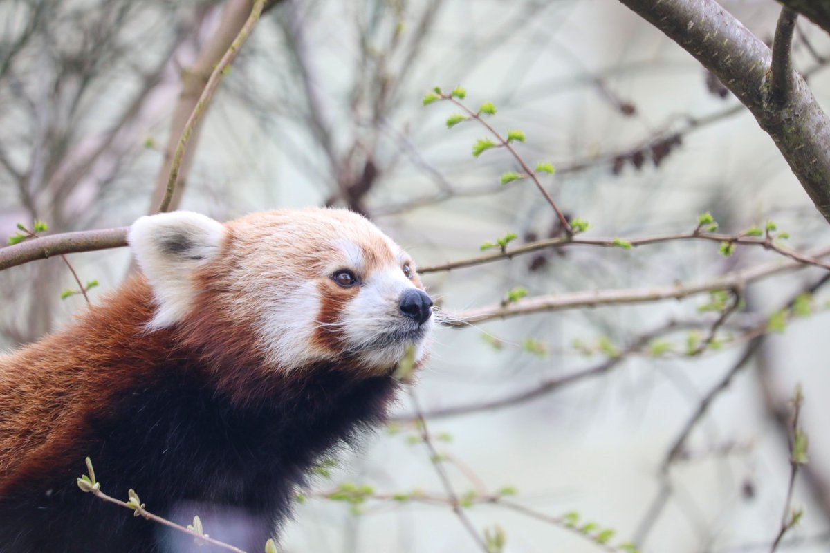 EdinburghZoo's tweet photo. We are sad to share the loss of Kevyn, our eldest male red panda, who passed away this weekend 💛

At 14 years old, Kevyn had been facing age related health issues and was being cared for closely by our expert keepers and vets.

After spending 10 years at @HighlandWPark and fathering seven kits, he moved to Edinburgh Zoo in 2022, where he has been living with our new female, Priya. He was a favourite among staff and visitors during his time at both our charity’s zoos and will be hugely missed.