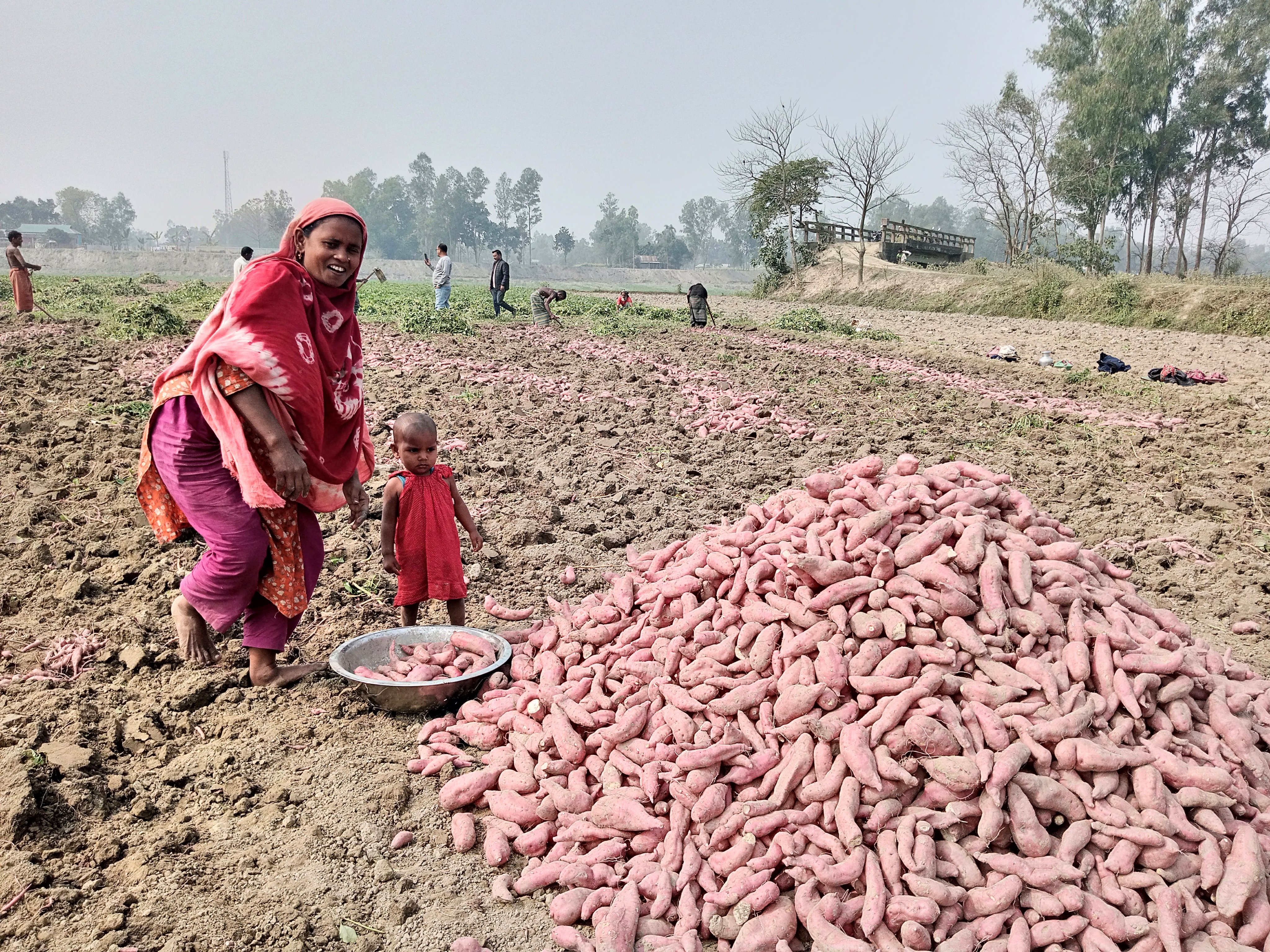 কৃষকের অক্লান্ত পরিশ্রমে সরিষাবাড়ীতে মিষ্টি আলু বাম্পার ফলন
