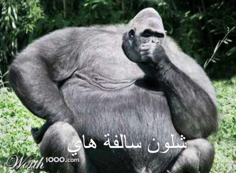 ءِ tweet media
