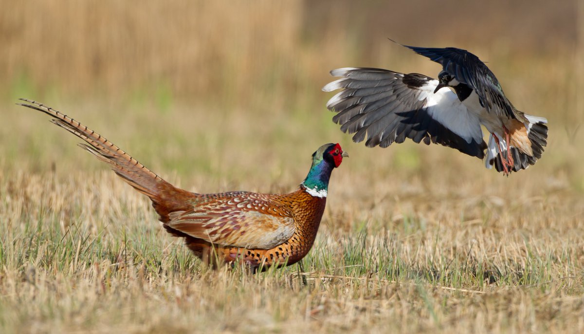 🚨 In April 2024, the Common Agricultural Policy (#CAP) was simplified, resulting in the removal of crucial environmental measures, like those protecting valuable grasslands and requiring space to be set aside for nature. Just a few months later, today, #AGRIFISH Ministers are