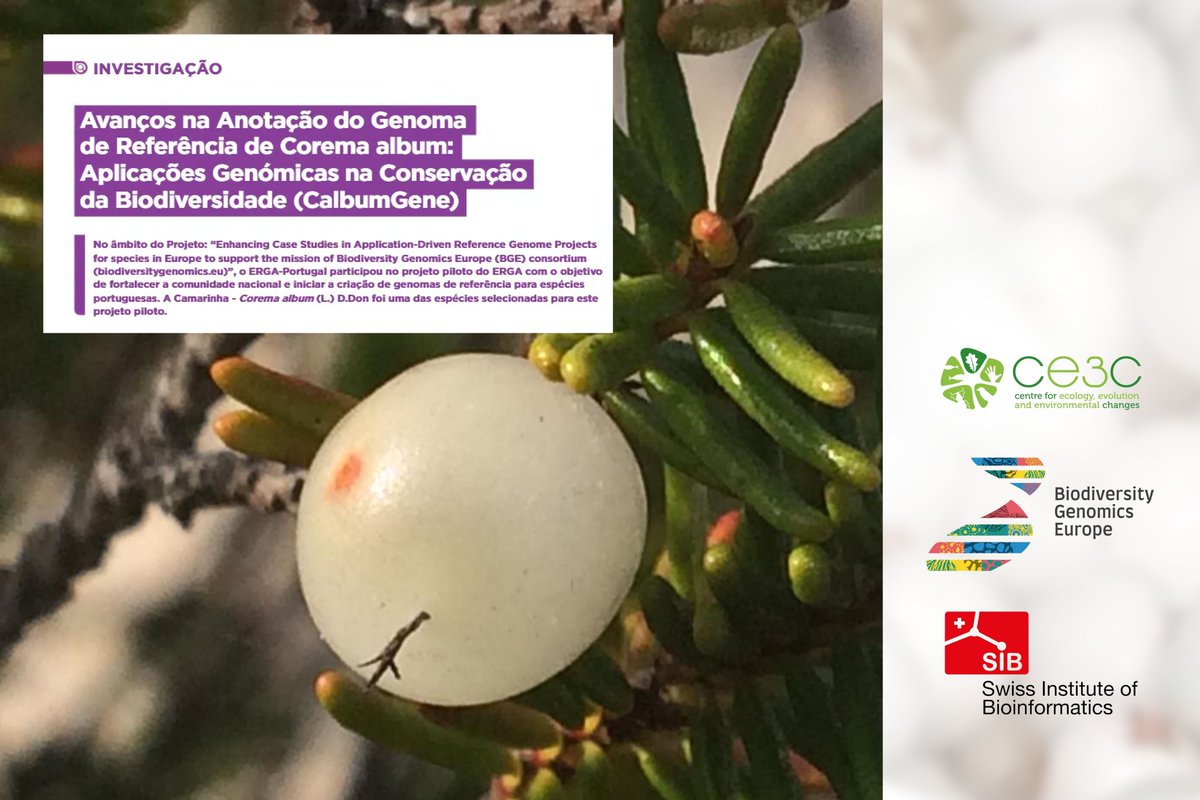 Carla Alegria (@carlaalegria14) on Twitter photo ⚪🧬Spreading the use of genomic tools for Corema album conservation! Check our 🇵🇹outreach article in <a href="/Voz_do_Campo/">Revista Voz do Campo</a> on the role of #Genomics in #BiodiversityResearch. #Conservation <a href="/CE3CResearch/">CE3C</a> <a href="/BioGenEurope/">Biodiversity Genomics Europe (BGE)</a> <a href="/REA_research/">European Research Executive Agency</a> <a href="/SBFI_CH/">SBFI SEFRI SERI</a> <a href="/ISBSIB/">SIB</a> <a href="/EUgreenresearch/">EU green research</a> ⚪🧬Spreading the use of genomic tools for Corema album conservation! Check our 🇵🇹outreach article in <a href="/Voz_do_Campo/">Revista Voz do Campo</a> on the role of #Genomics in #BiodiversityResearch. #Conservation <a href="/CE3CResearch/">CE3C</a> <a href="/BioGenEurope/">Biodiversity Genomics Europe (BGE)</a> <a href="/REA_research/">European Research Executive Agency</a> <a href="/SBFI_CH/">SBFI SEFRI SERI</a> <a href="/ISBSIB/">SIB</a> <a href="/EUgreenresearch/">EU green research</a>