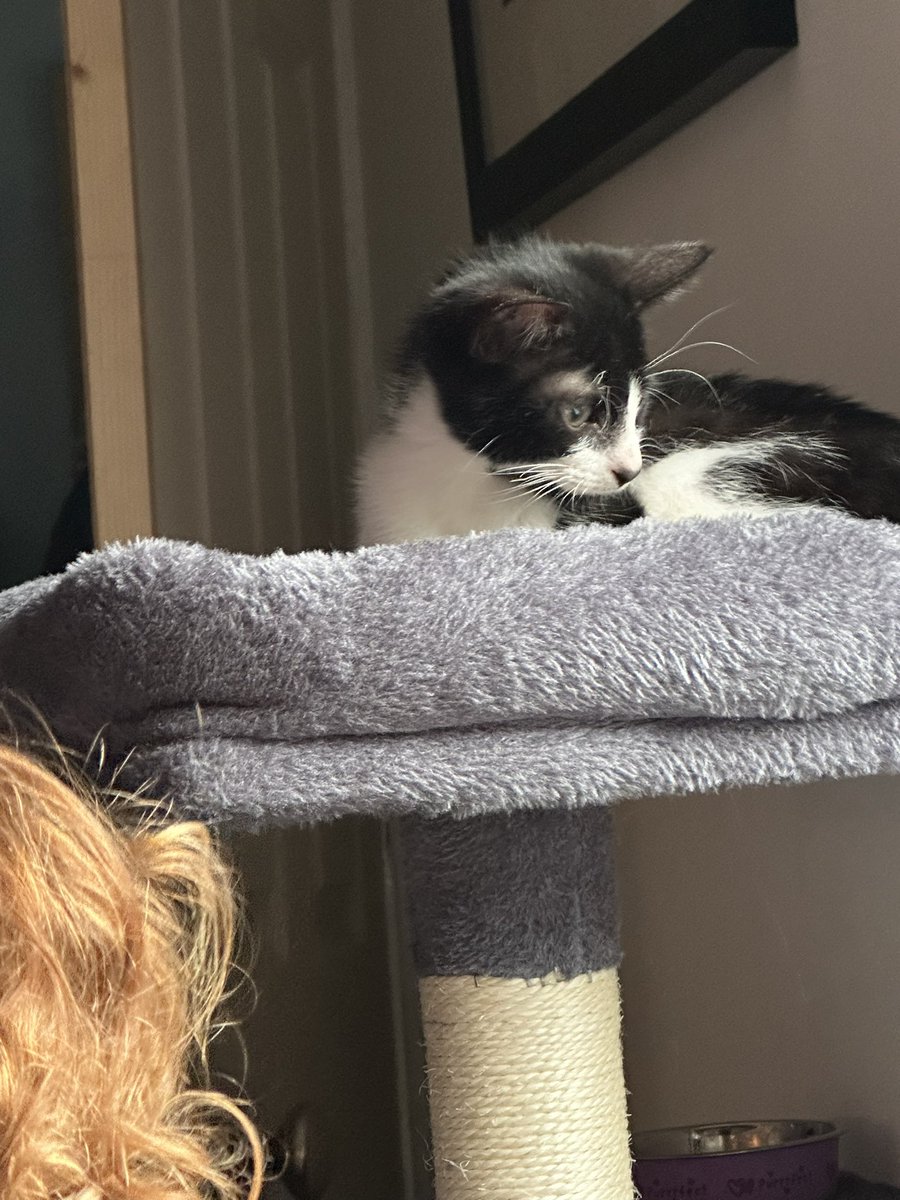 stacemcw's tweet photo. Little Luna chilling on her new cat perch lol. And with her tortoise bestie lol.
#catpost #lunathekitty https://t.co/Zw9TAAR9Ho