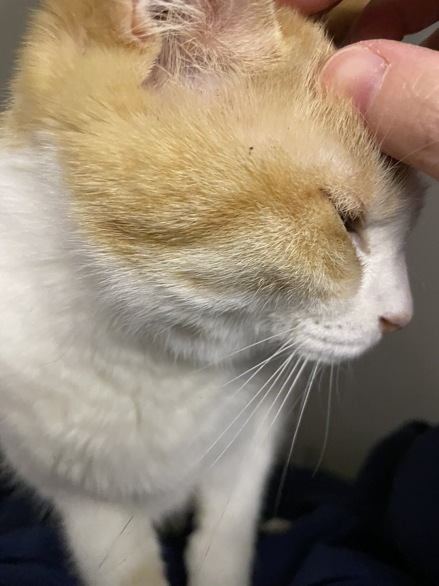 flyingzoe's tweet photo. 행복하자 고냥 https://t.co/2kwP9Wb1wX