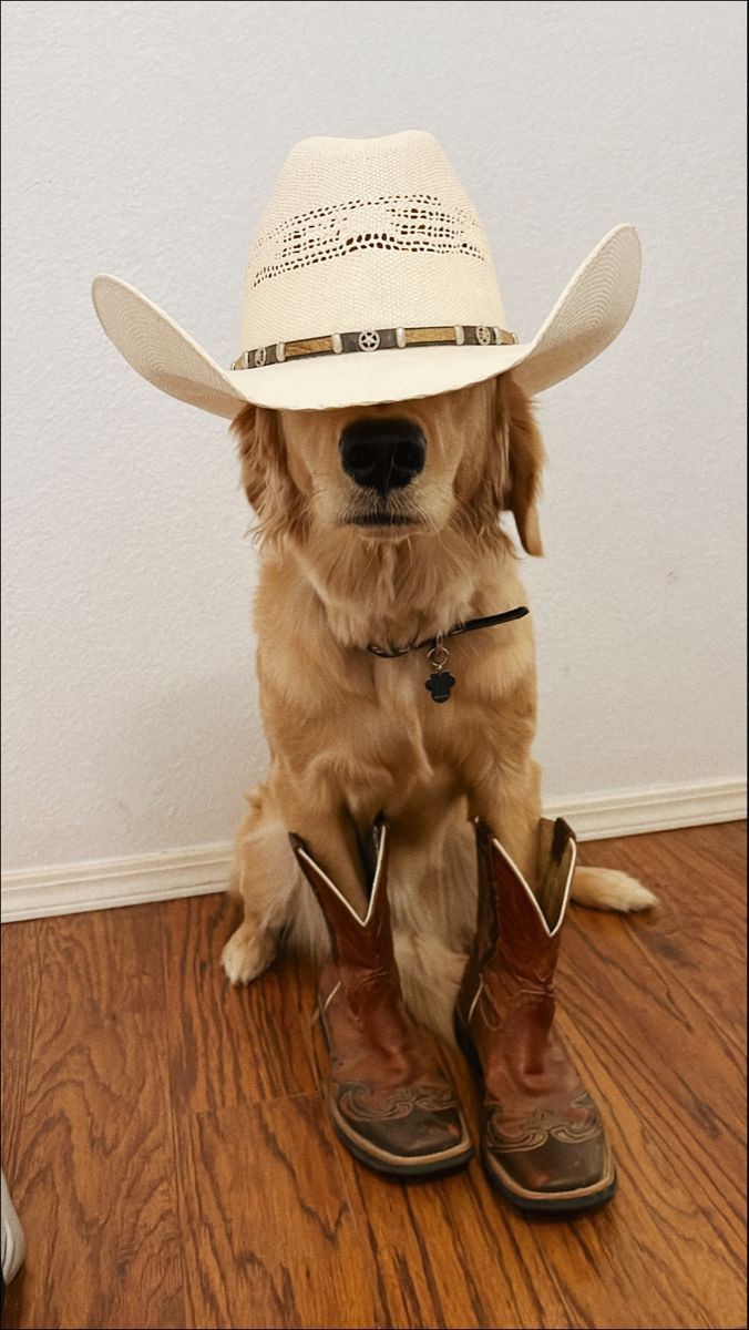 itsyoboiumar's tweet photo. In a world where cryptoβs wild, one dog with a cowboy hat dares to ride the meme coin space into glory, they call him $WIT. The coolest meme coin on solana, you in, partner? Or are you just another tumbleweed..?
#WhatInTarnation
#BTC https://t.co/I73ov2xryH
