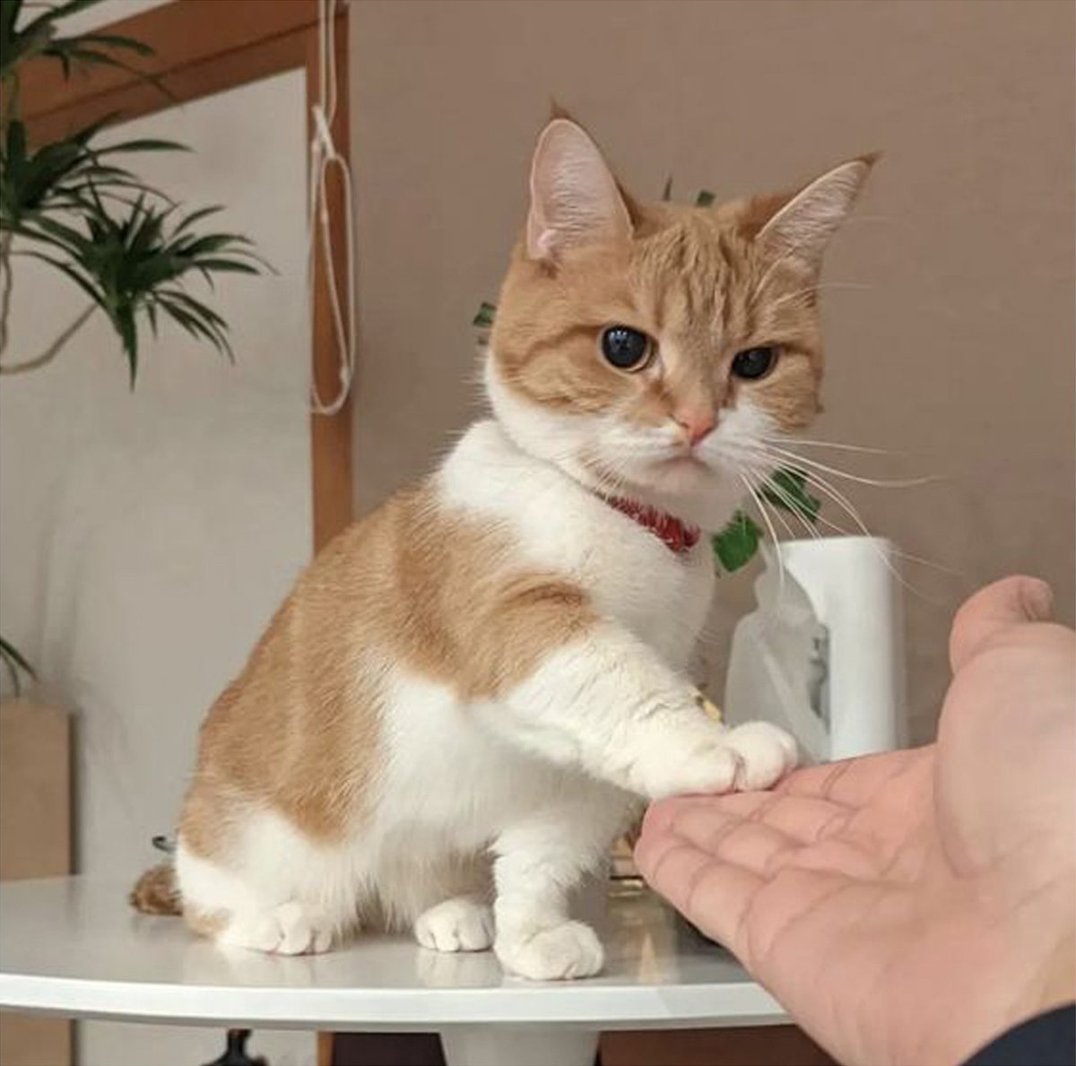 gentleeeeeeecat's tweet photo. https://t.co/oXCEjDPmJZ