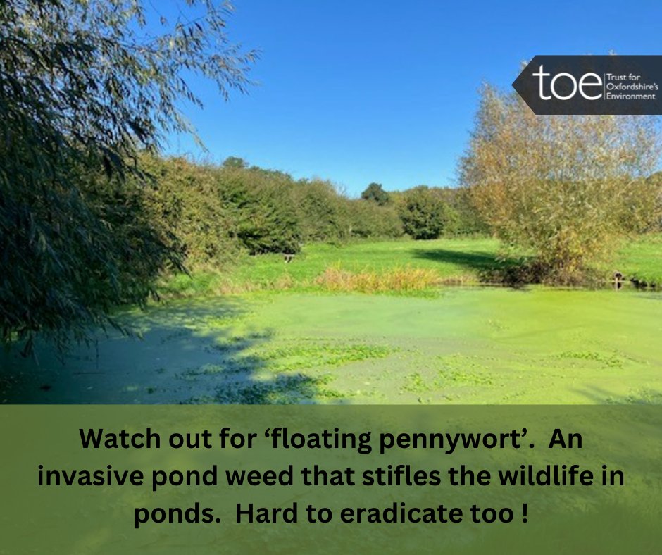 National Trust have secured a grant from TOE funded by Grundon Waste Management Ltd to take drastic action at Great Coxwell Barn pond to remove the invading floating pennywort.  We hope that they are successful and the pond can be restored to it's former glory. #PondRestoration