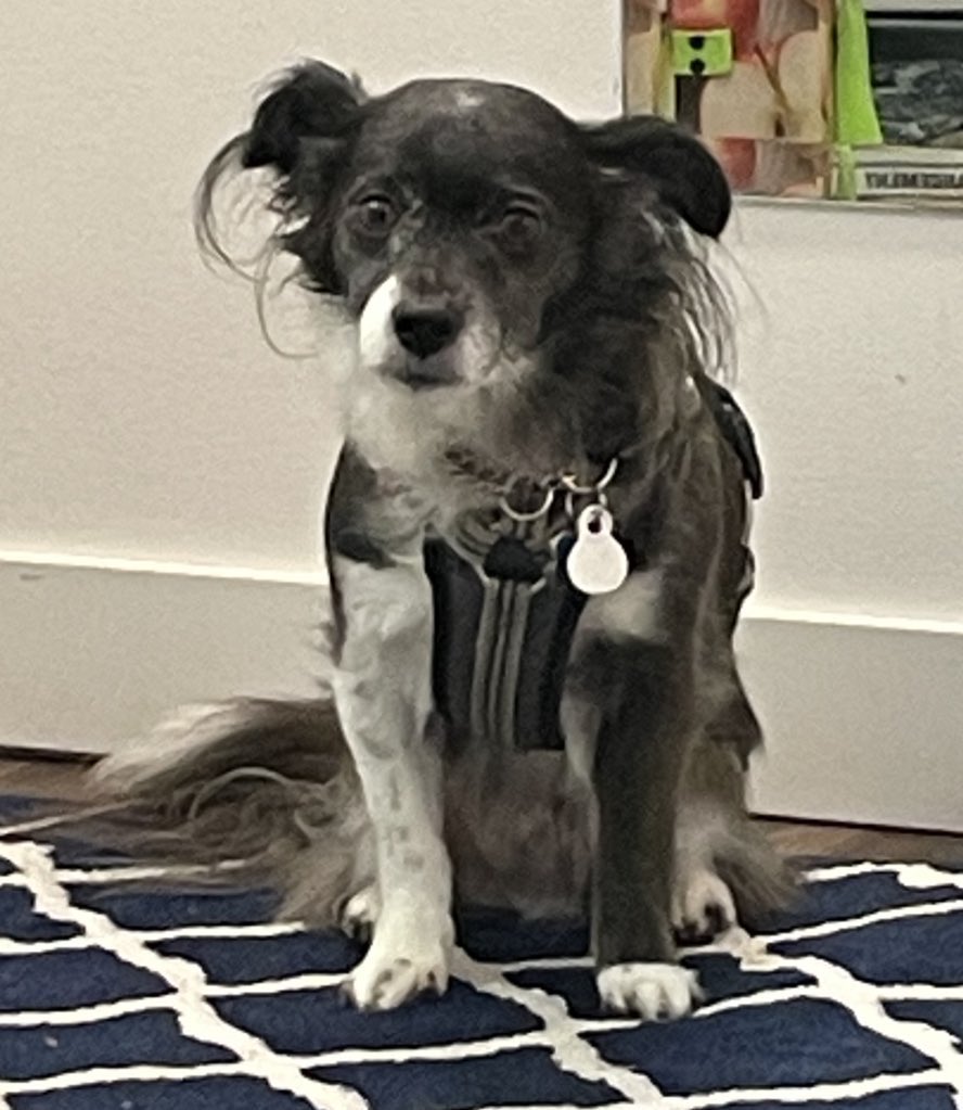 Yeah…

It’s Monday…

Does it show?!

#dogs #dogsoftwitter