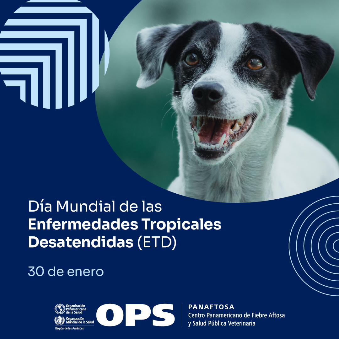 panaftosa_inf's tweet photo. La OPS  junto con los países de las Américas trabajan por la eliminación de la rabia humana transmitida por perros, reconocida como una de las #EnfermedadesTropicalesDesatendidas.
México fue el primer país en el mundo en conseguir la validación de la eliminación de la enfermedad. https://t.co/m5aOg0hDzO