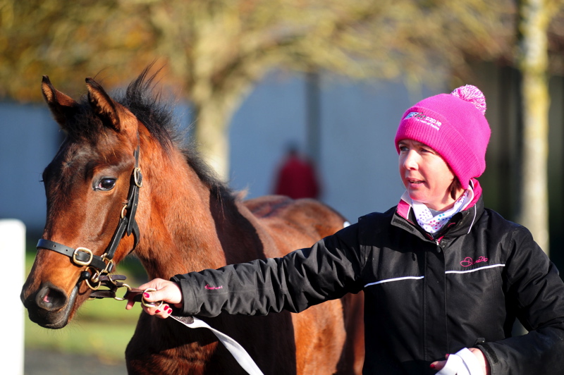 Racing Post Bloodstock tweet media