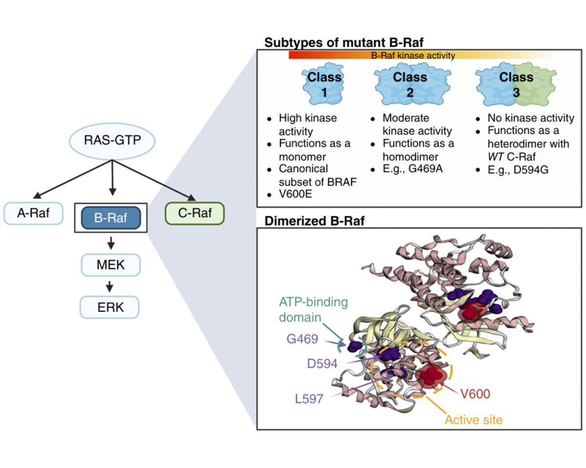Molecular Cancer Research (@mcr_aacr) on Twitter photo Co-evolution of atypical BRAF and KRAS mutations in colorectal tumorigenesis brnw.ch/21wQheS
#ColorectalCancer @Kafpennel <a href="/RoxburghP/">Patricia Roxburgh</a> <a href="/LabEdwards/">Edwards Lab</a> @DrSue2017 <a href="/ISoriano_Moruno/">Ignacio Soriano</a> <a href="/UniofOxford/">University of Oxford</a> <a href="/UofGlasgow/">University of Glasgow</a> <a href="/UniversityLeeds/">University of Leeds</a> Co-evolution of atypical BRAF and KRAS mutations in colorectal tumorigenesis brnw.ch/21wQheS
#ColorectalCancer @Kafpennel <a href="/RoxburghP/">Patricia Roxburgh</a> <a href="/LabEdwards/">Edwards Lab</a> @DrSue2017 <a href="/ISoriano_Moruno/">Ignacio Soriano</a> <a href="/UniofOxford/">University of Oxford</a> <a href="/UofGlasgow/">University of Glasgow</a> <a href="/UniversityLeeds/">University of Leeds</a>