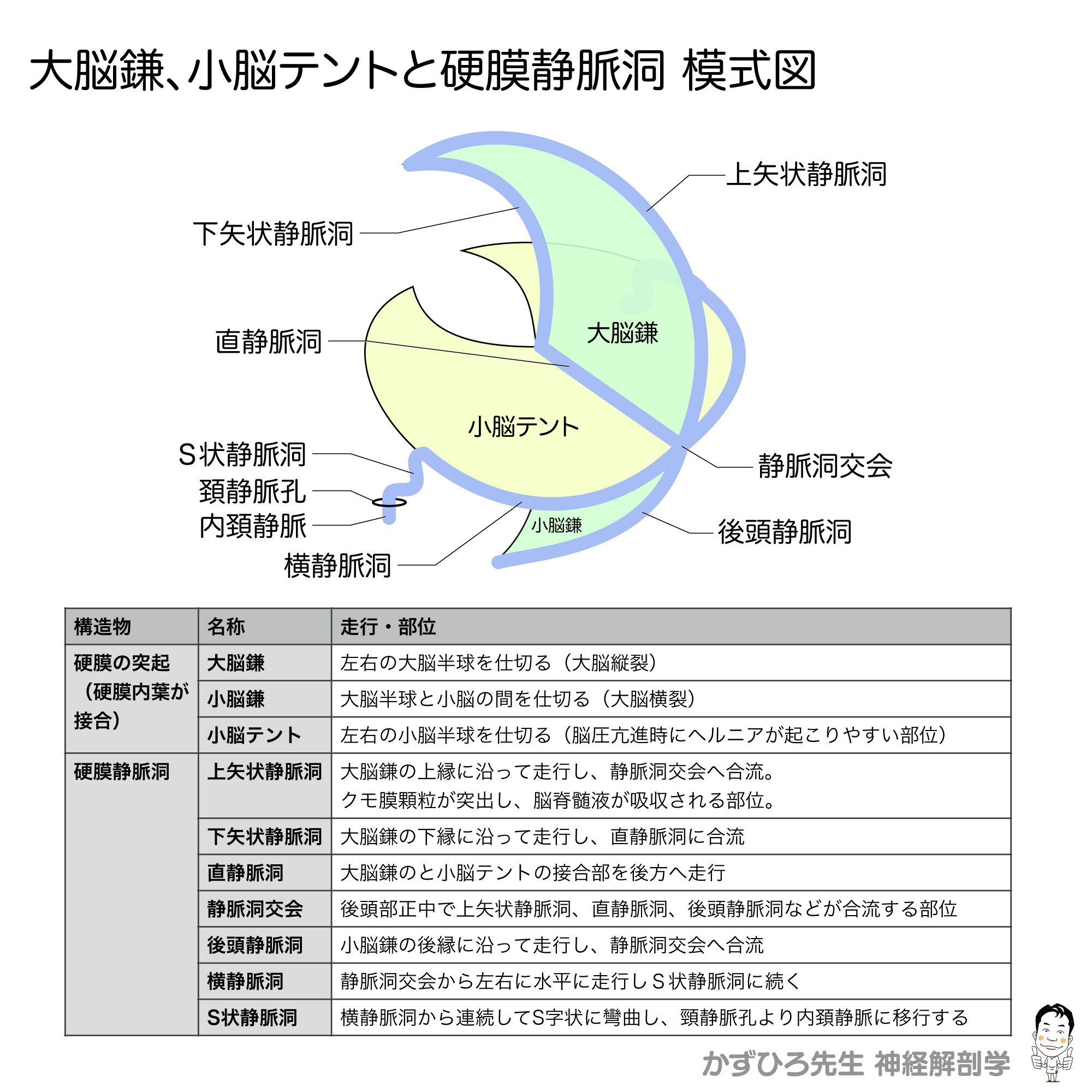 黒澤一弘（かずひろ）解剖学IT教育・指圧師・ラダック on X