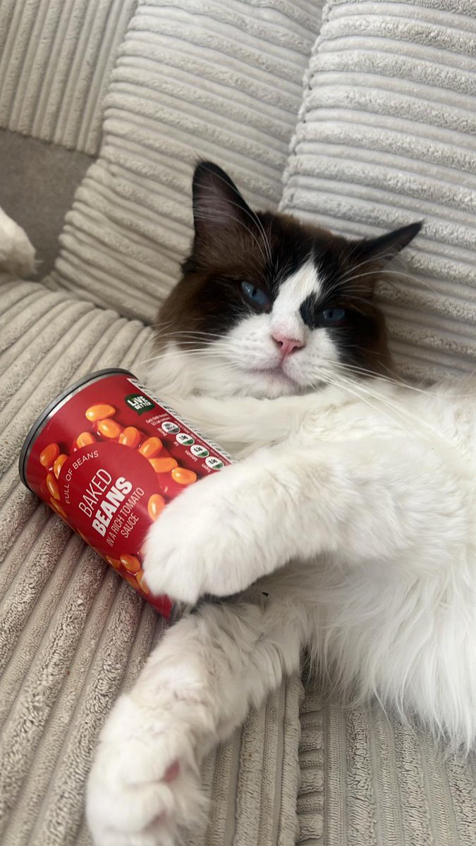 CliveCoin's tweet photo. $CLIVE wiv beanz 
#meme #crypto #memecoin #solana #moonshot #pumpfun https://t.co/gCmAQ5TIPw