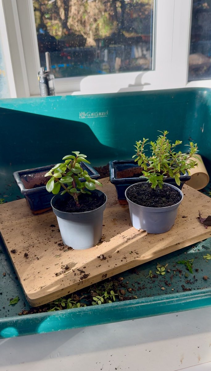 BonsaiDirect's tweet photo. How cute are these little starter bonsai!๐ชด๐ฑ #bonsai #bonsaidirect #saplings #growplants #jade #cuphea #flowers #moneytree #plants https://t.co/lAIYqhUD1O
