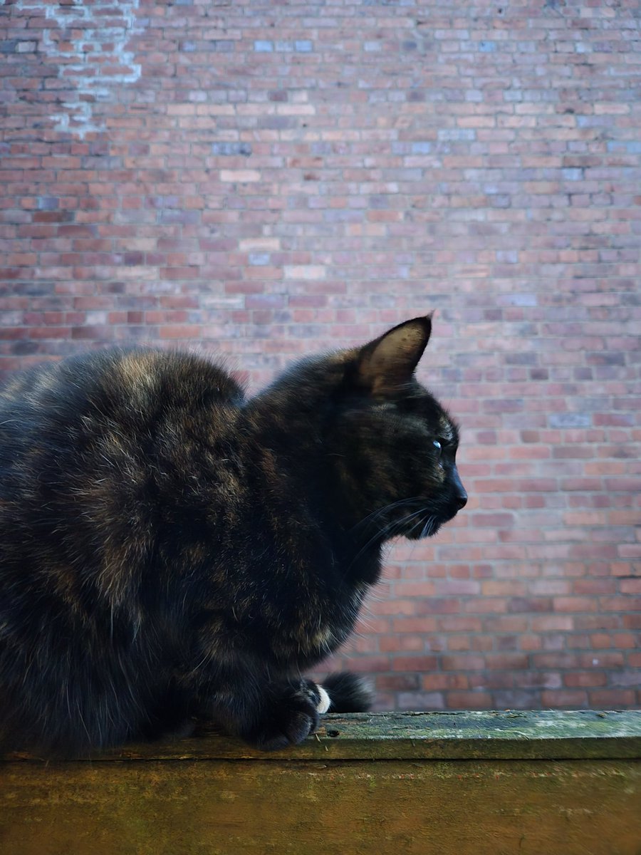 Nocte_Draco's tweet photo. @RatVoiid My bby Max and also a bonus of my neighbours cat https://t.co/tyNSqidBXb