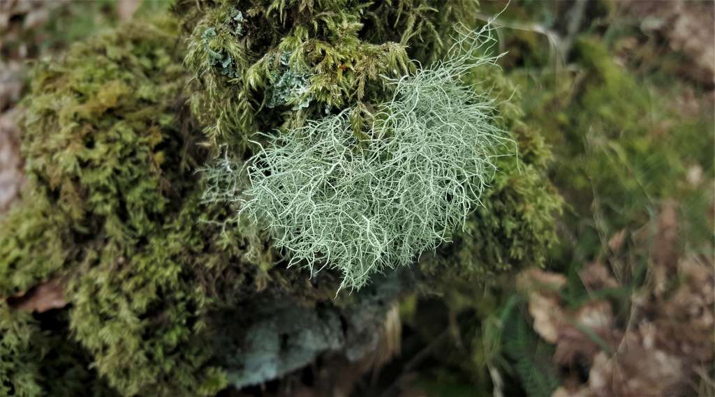 Radio Lento tweet media