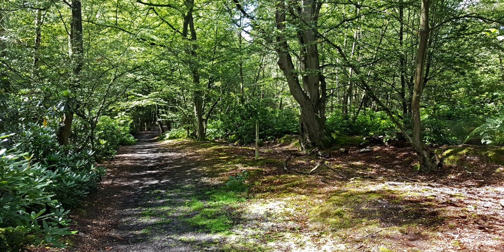 Radio Lento tweet media