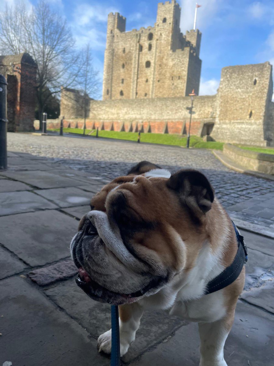 SirTappenden's tweet photo. Mum on her way back from Birmingham, so Dad has taken me out for the day again, this time into town. I will be thankful when they go back to work tomorrow, so I get a rest 🐾 https://t.co/EPvn2iDjus