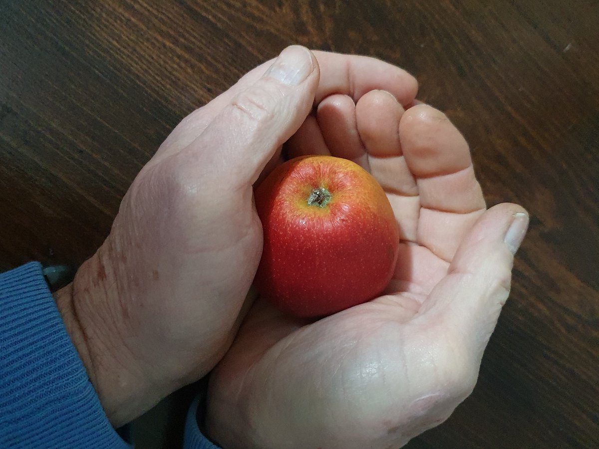 ChillGillBlog's tweet image. Apple #psychometry – messages from the tree of knowledge. 🍏🍎🍏
Earlier this month I conducted a session in apple psychometry to my local #SpiritualGrowth  group.
What’s involved?
At least two people and two fresh apples.
See more: chill-with-gill.blogspot.com/2025/01/apple-…