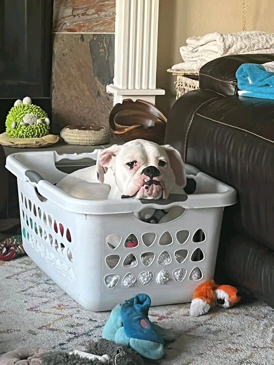Real_boxerdog's tweet photo. Great photography! 🥰❤️
.
.
.
.

#boxerdog #boxerlover #boxerlife #boxerpuppy #boxercorner https://t.co/g82KH6M1HR