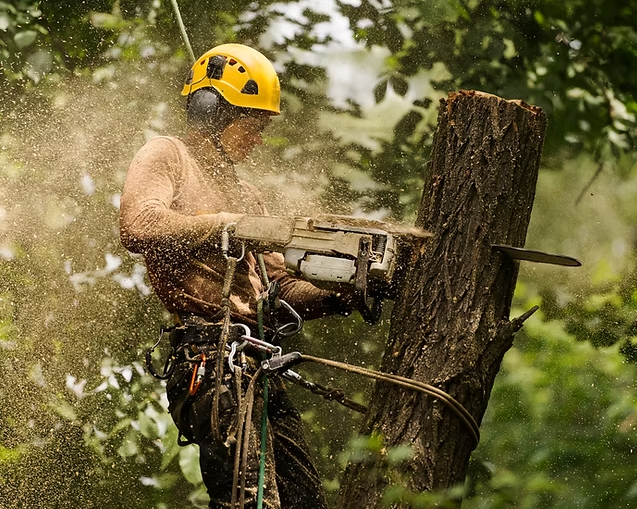 CanadianBPB's tweet image. From tree trimming to fire-smart strategies, Goertz Tree Service Ltd. in Sorrento, BC, has your tree care needs covered! 🌳🌟 Contact us for expert solutions today. #TreeCareExperts #CertifiedArborist #SorrentoBC