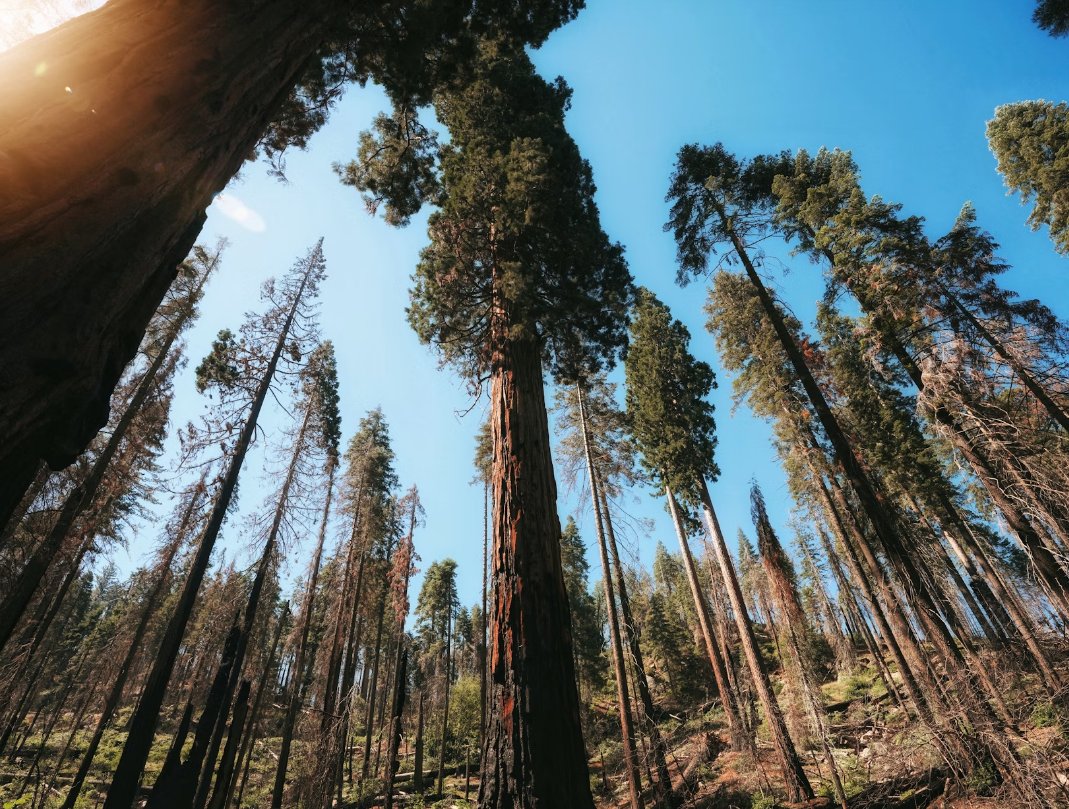 CanadianBPB's tweet image. From tree trimming to fire-smart strategies, Goertz Tree Service Ltd. in Sorrento, BC, has your tree care needs covered! 🌳🌟 Contact us for expert solutions today. #TreeCareExperts #CertifiedArborist #SorrentoBC