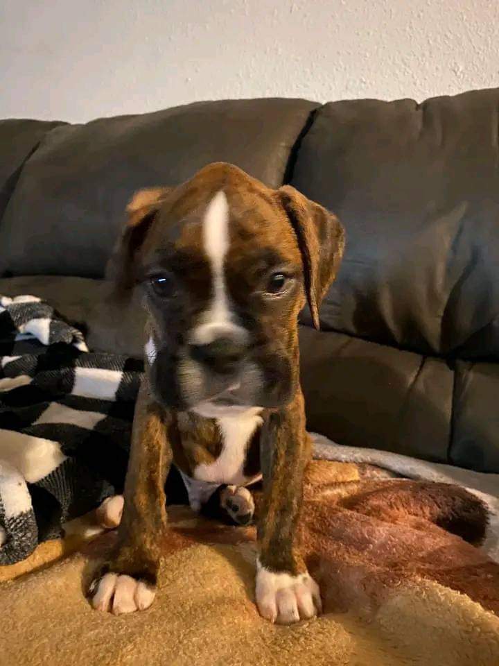 Real_boxerdog's tweet photo. Great photography! 🥰❤️
.
.
.
.

#boxerdog #boxerlover #boxerlife #boxerpuppy #boxercorner https://t.co/iUFoPqMgT3