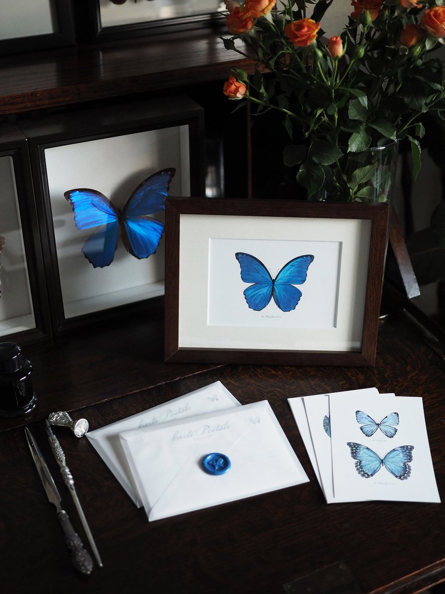 inemouse's tweet photo. 【 NEW 】POSTCARD SET [ Morpho ]  

モルフォ蝶の創作イラストから、ポストカード6枚組セットを制作しました。BOOTHにて販売いたします。 https://t.co/C3ah8yk9wX https://t.co/uDYfOfTxjF