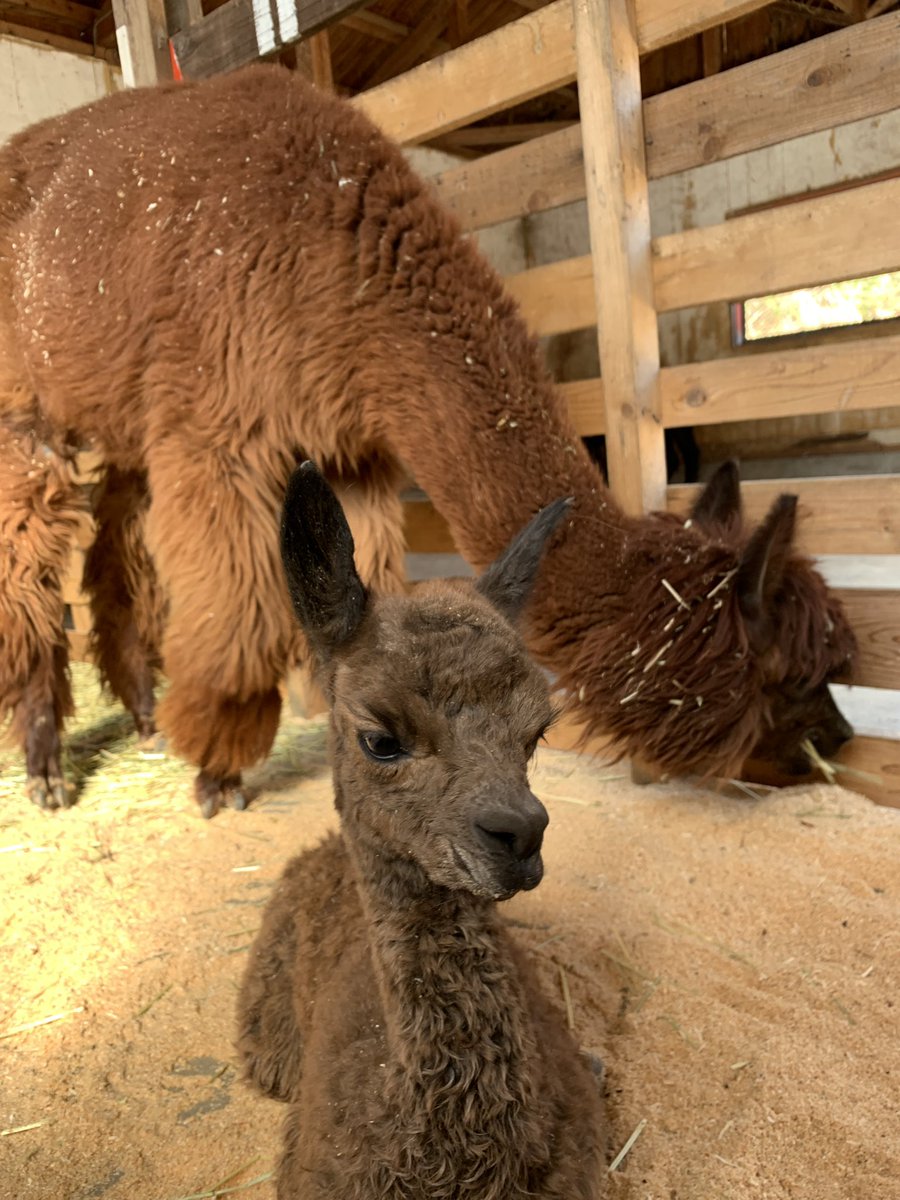 愛媛県は久万高原町のウィンダムファームです。1月23日にアルパカの