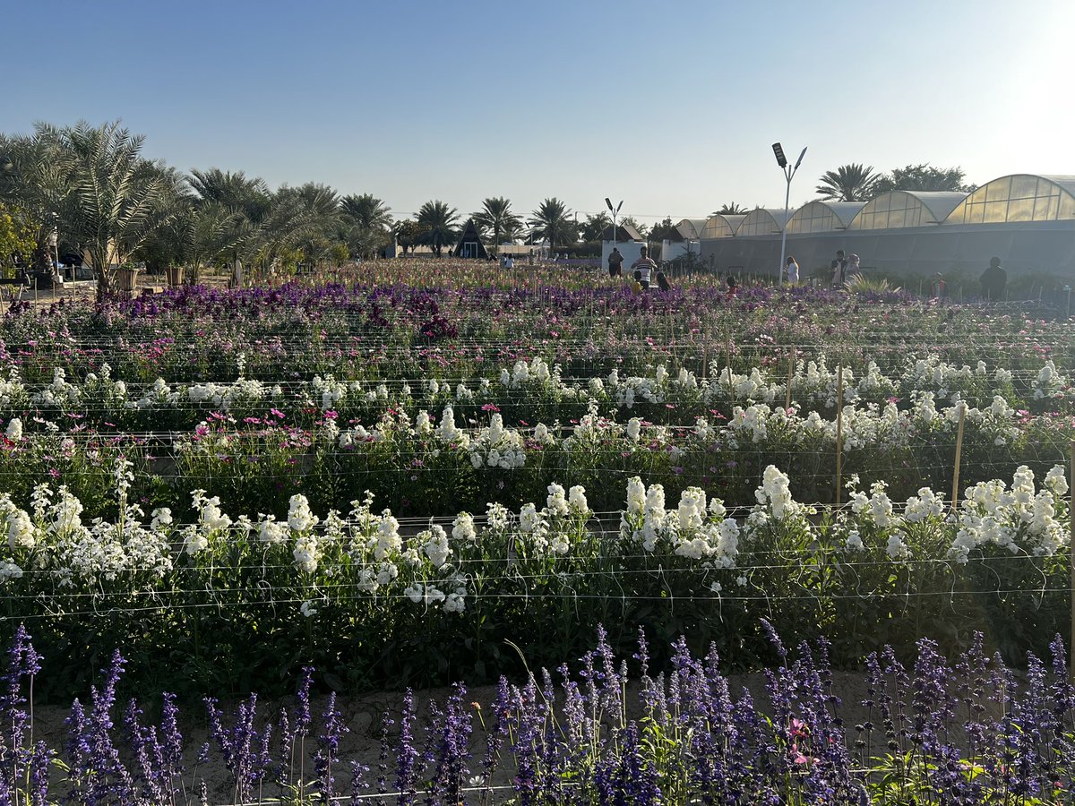 tinnavasca's tweet photo. #flowerfarm https://t.co/h54TIv5tKx