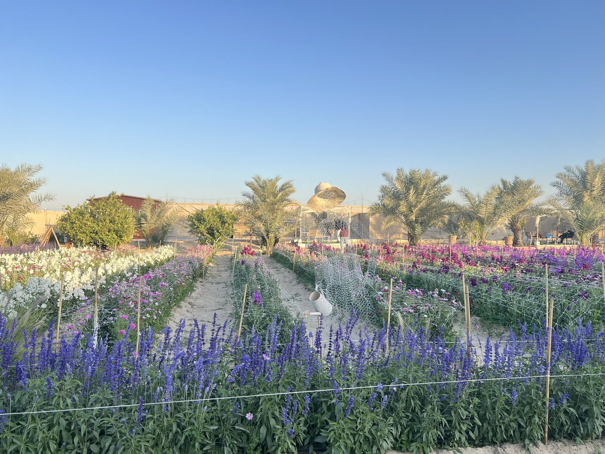 tinnavasca's tweet photo. #flowerfarm https://t.co/h54TIv5tKx