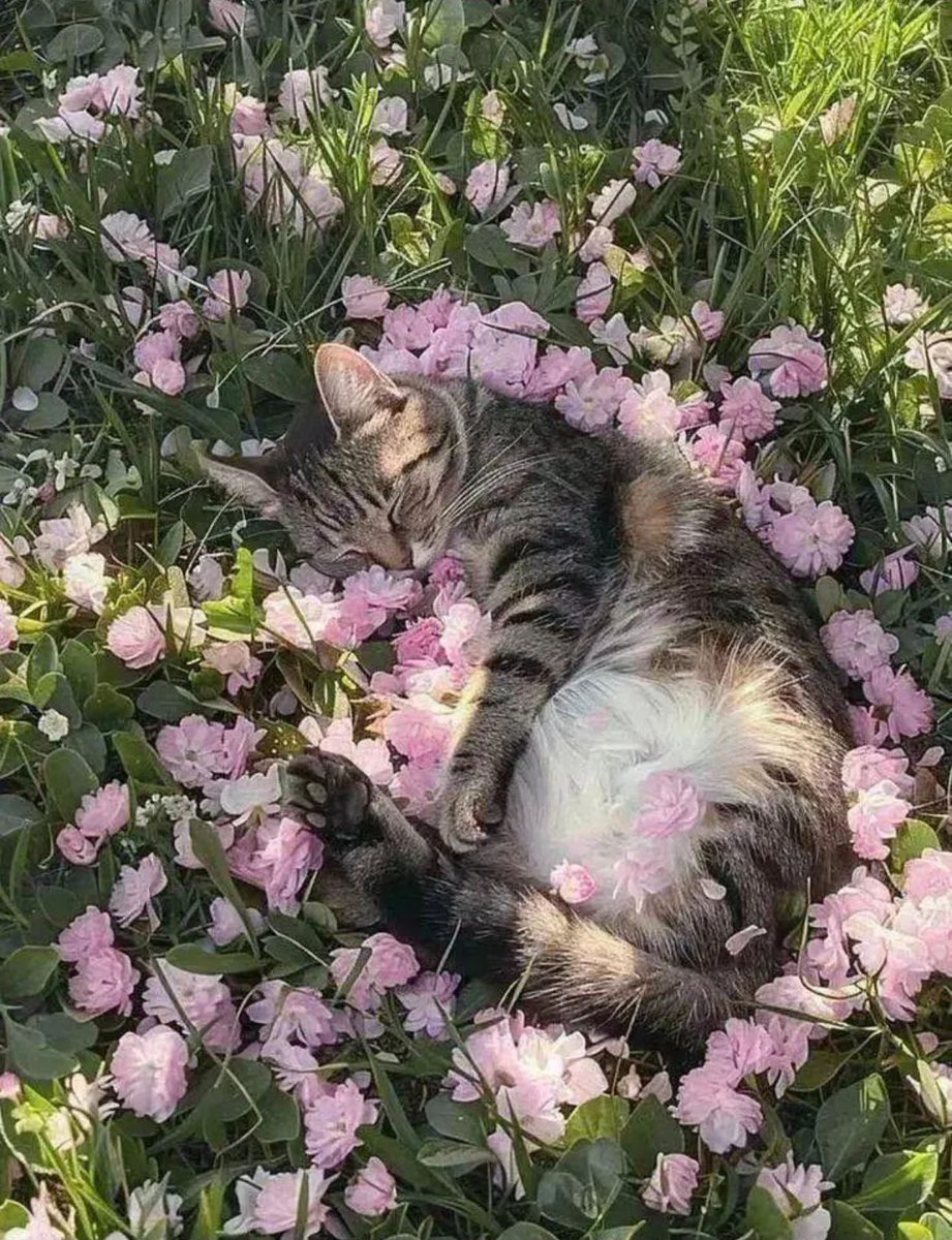 TheCatsX's tweet photo. flower blanket https://t.co/l10lLTKd6f