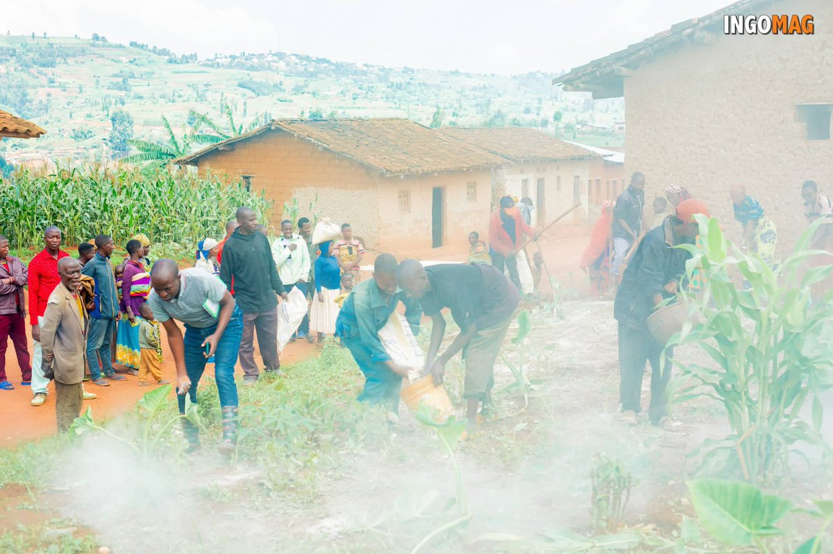 IngoMagazine's tweet photo. Dans la commune de Kabarore, la démonstration s’est tenue sur la colline de #Songore. M. Nsaguye Berchmas, administrateur de la commune, a souligné que le projet pilote Dolomie constitue une initiative essentielle pour garantir des récoltes suffisantes. Bien que les agriculteurs connaissaient déjà la Dolomie, peu d’entre eux savaient comment l’utiliser correctement. Il s’est dit convaincu que, grâce à cette initiative, les agriculteurs pourront désormais obtenir des récoltes plus abondantes.
Lors de son intervention, M. Nduwimana Venuste, conseiller du gouverneur de la province de Kayanza, a salué cette initiative, dont les impacts positifs sont déjà perceptibles. Il a rappelé que la Dolomie joue un rôle fondamental dans la correction de l’acidité des sols, souvent causée par une utilisation excessive d’engrais chimiques. Il a encouragé les agriculteurs à adopter cette pratique, insistant sur le fait que, même avec du fumier et des engrais, les récoltes resteront limitées sans un chaulage approprié des champs.
M. Nduwimana a exprimé sa gratitude envers l’IFDC et l’ADISCO pour leur engagement, tout en plaidant pour une extension du projet pilote Dolomie à toutes les collines du pays.
Ce projet, soutenu par l’#IFDC et l’#ADISCO, représente une avancée majeure pour l’agriculture dans la province de Kayanza. En améliorant la compréhension et l’application de la Dolomie, les agriculteurs de la région peuvent espérer des récoltes plus abondantes et une amélioration notable de leurs conditions de vie.
#Burundi
#Agriculture
#VisitBurundi